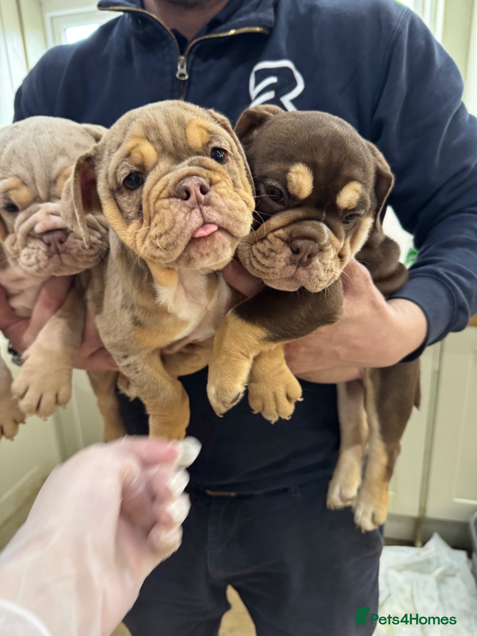 English Bulldog dogs Final reduction- last 2 girls ready to leave us  - Advert 1