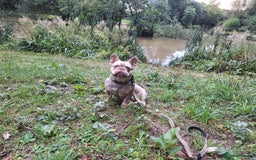 French Bulldog dogs for stud: Stud for breeding - Advert 1