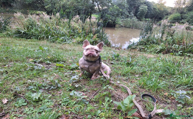 French Bulldog dogs Stud for breeding - Advert 1