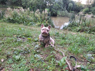 French Bulldog dogs for stud: Stud for breeding - Advert 1