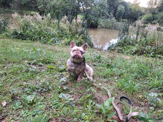 French Bulldog dogs Stud for breeding - Advert 21