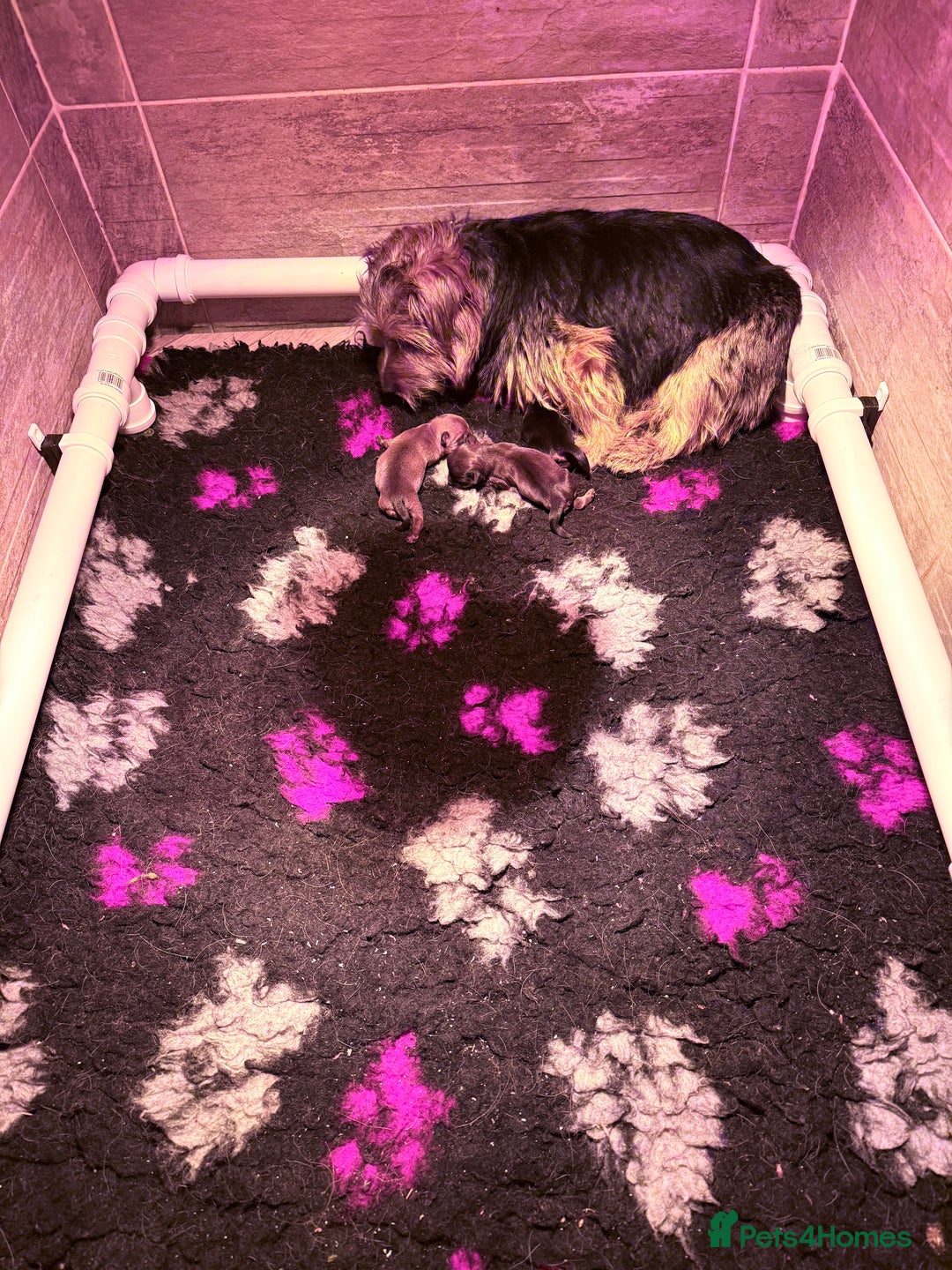 Norfolk Terrier dogs for sale: Nolfolk terrier pups - Image 8