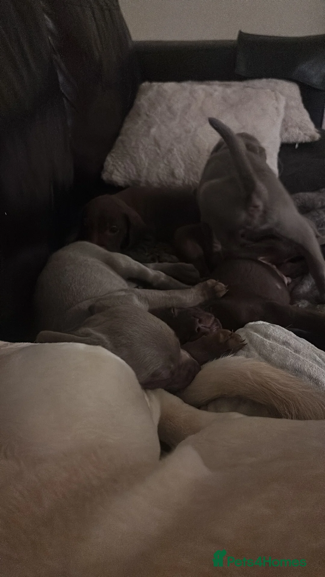 Mixed Breed dogs for sale: Weimaraner/ lab pups ready to go  - Advert 2