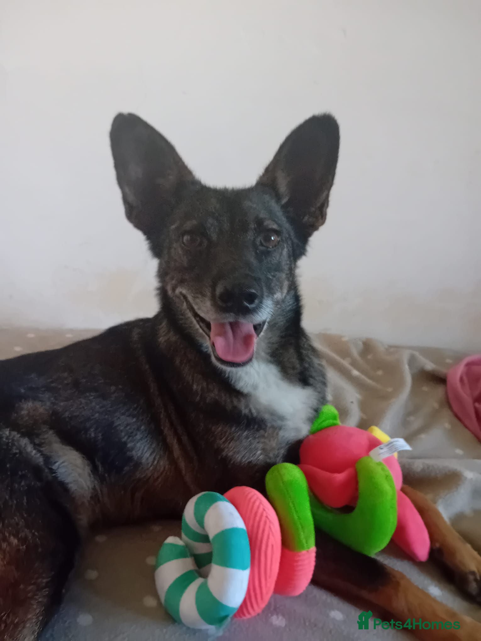 Mixed Breed dogs 🐾 SCOUT - The Dog Who Refused to Give Up ❤️ - Advert 1