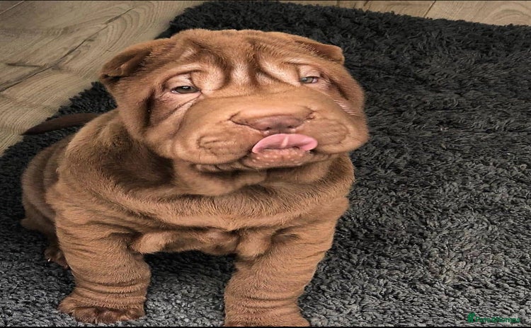 Shar Pei dogs - Advert 1