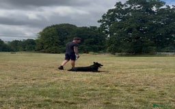 Belgian Shepherd Dog dogs for sale: A real good boy - Image 9