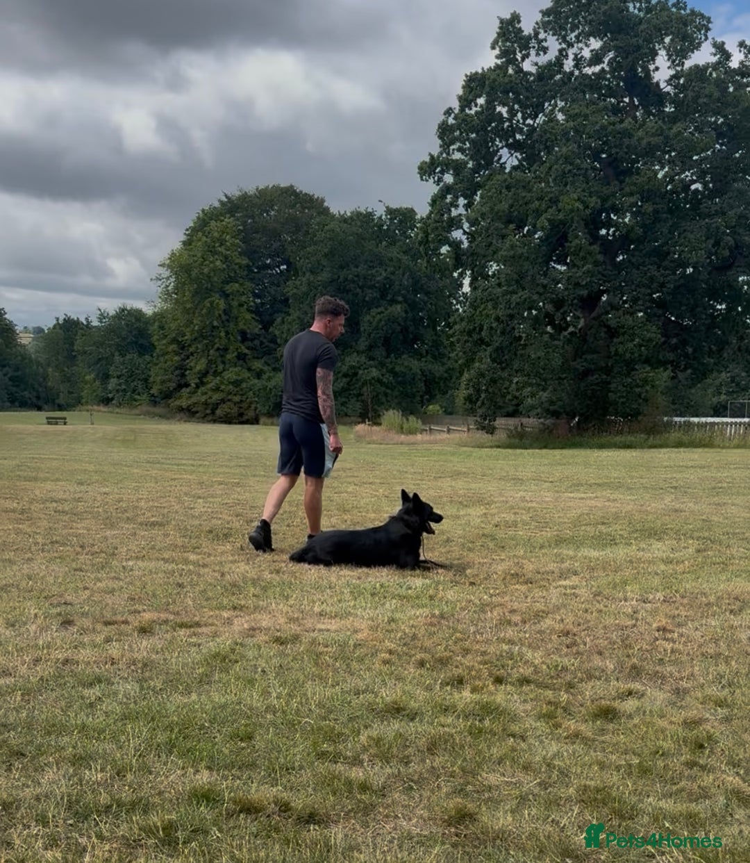 Belgian Shepherd Dog dogs for sale: A real good boy - Image 9