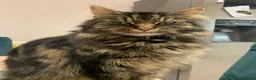 Mixed Breed cats for sale: Lovely tabby girl  - Advert 4