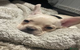 French Bulldog dogs for stud: 🔥 SIMBA 🔥 French Bulldog for Stud - Advert 17