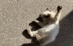 Ragdoll cats for sale: Adorable Ragdoll Kittens - Image 35