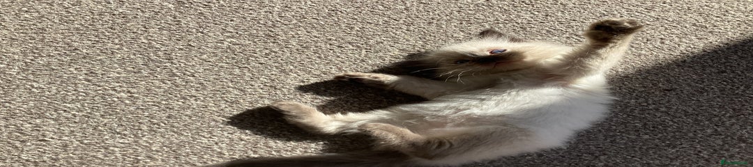 Ragdoll Kitten 1