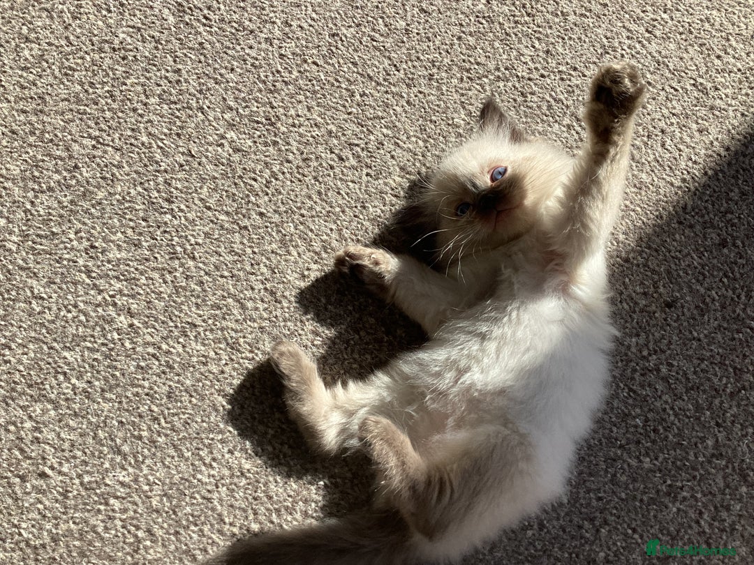 Ragdoll cats for sale: Adorable Ragdoll Kittens - Image 35