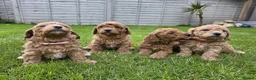 Poochon dogs for sale: DNA health tested Poochon Puppies 🐶  - Advert 8