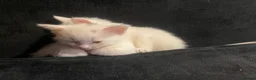 British Shorthair cats for sale: One white all white boy and girl has small patch  in Birmingham - Advert 9
