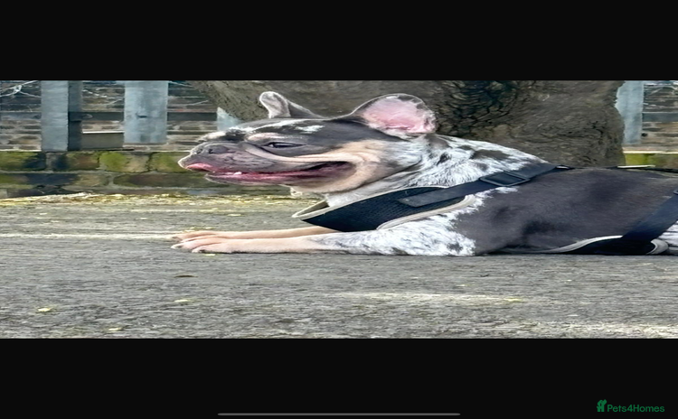 French Bulldog dogs - Advert 2