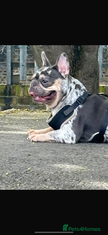 French Bulldog dogs - Advert 1