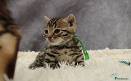 Bengal cats for sale: 🔥Stunning Bengals ready for reservation🔥 - Image 20