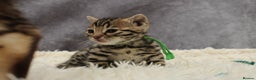 Bengal cats for sale: 🔥Stunning Bengals for reservation only 2 left🔥 - Advert 26