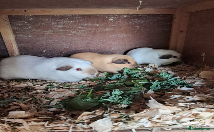 Guinea Pig rodents - Advert 8