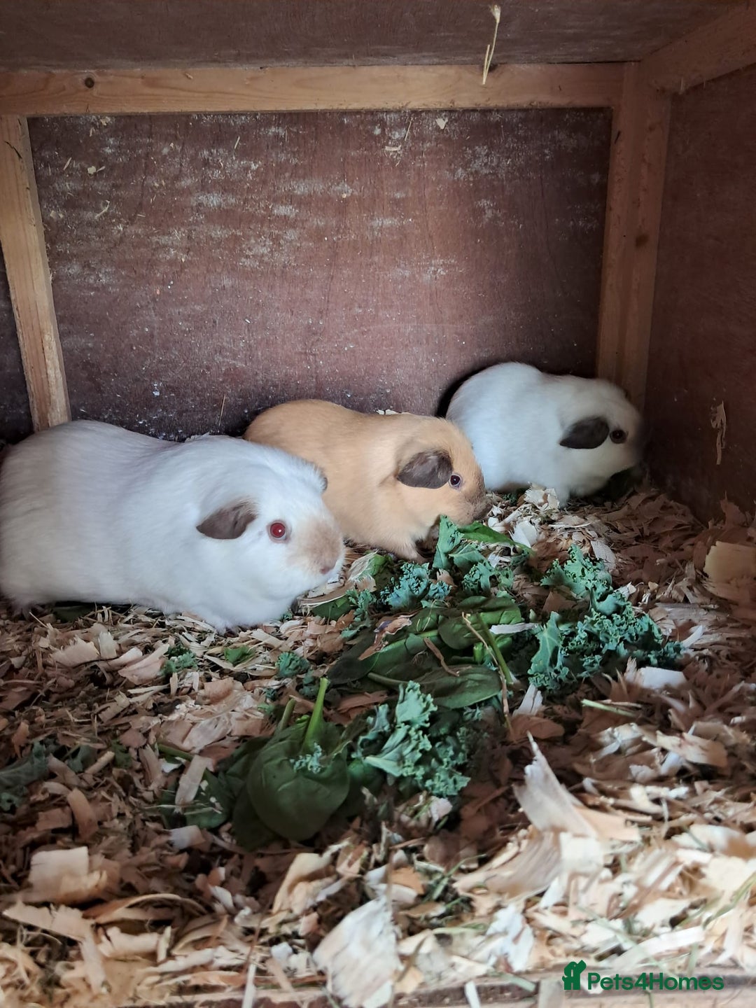 Guinea Pig rodents for sale: BEAUTIFUL PURE CALIFORNIAN GIRLS - Image 1