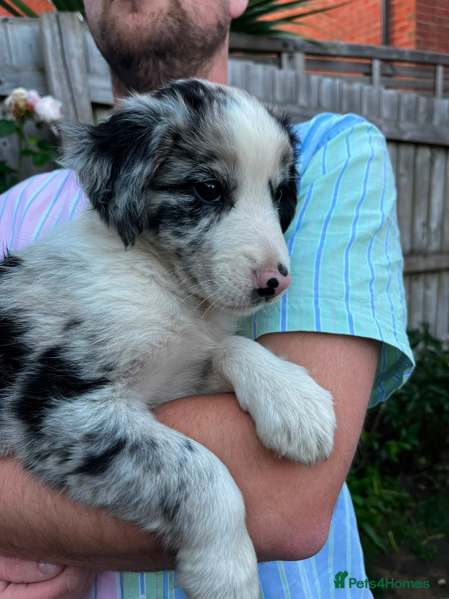 Border Collie dogs Border collie puppies - Advert 1