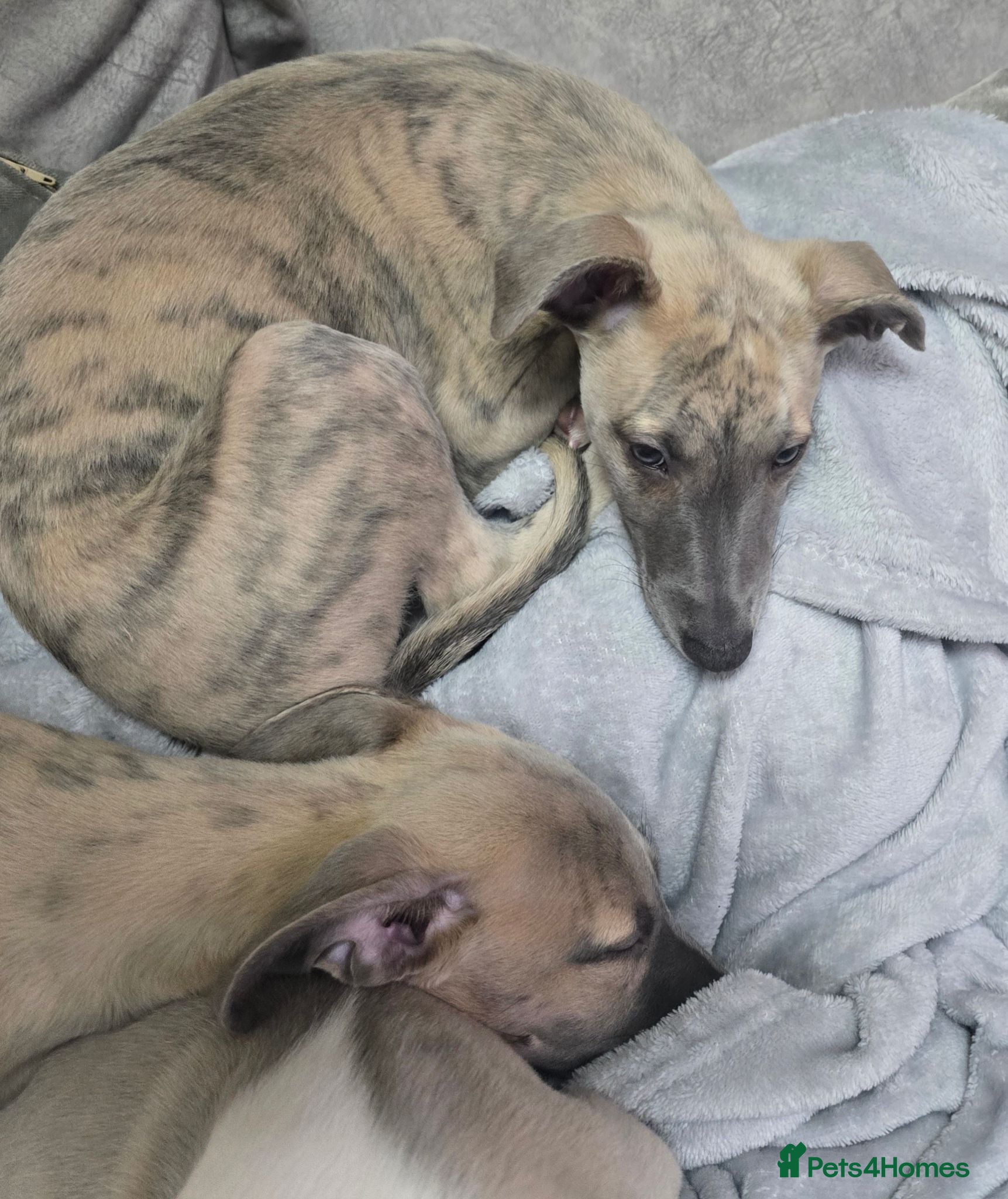 Whippet dogs The 4 most precious!Kc boys wippets 🐶    - Advert 2