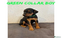 Lakeland Terrier dogs for sale: Lakeland terrier puppies  - Image 7