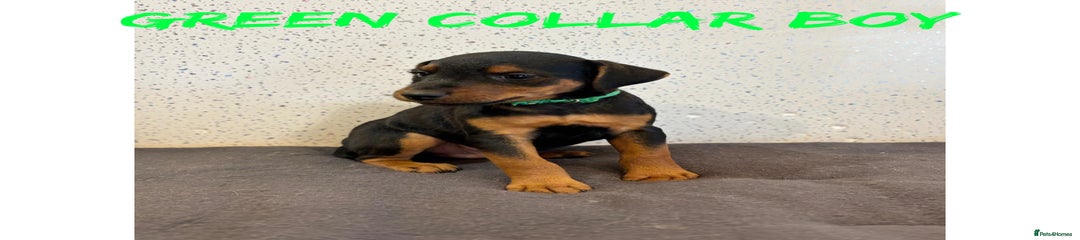 Lakeland Terrier green collar 