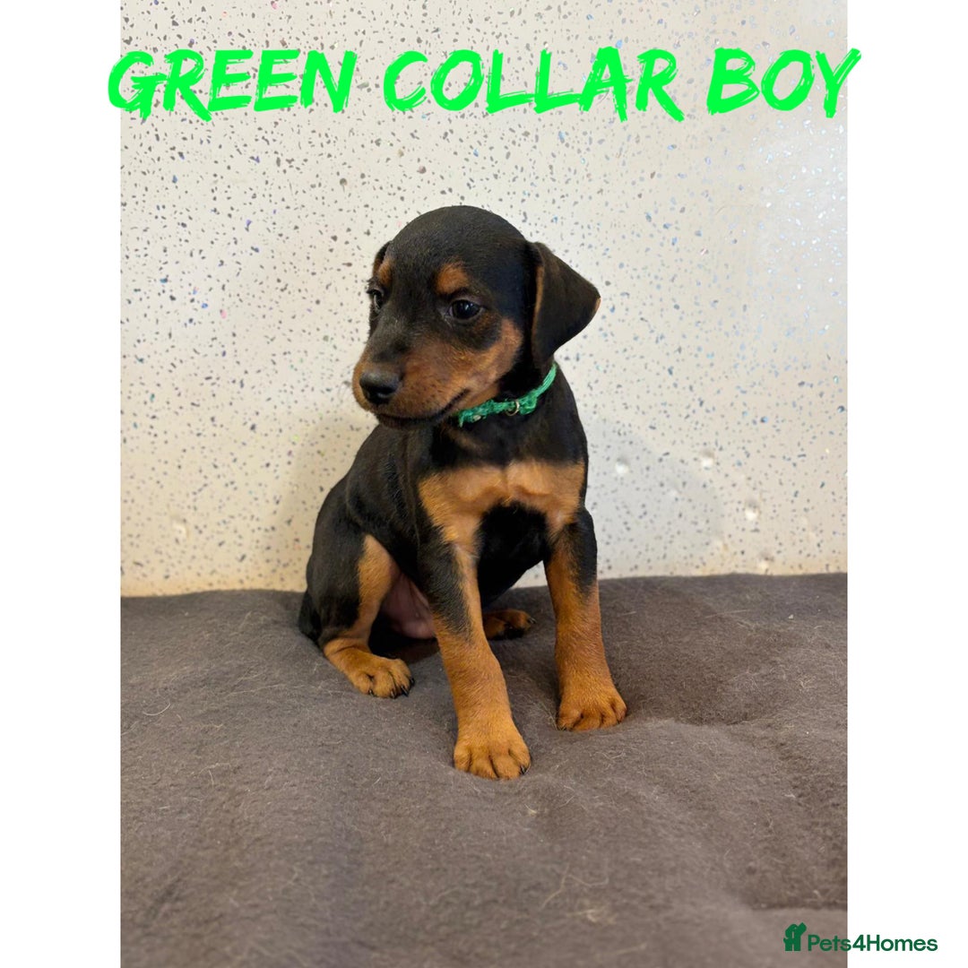 Lakeland Terrier dogs for sale: Lakeland terrier puppies  - Image 7