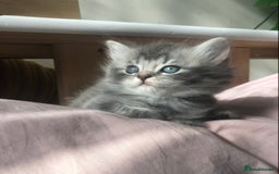 Scottish Fold cats for sale: STUNNING KITTENS FOR SALE! - Image 12
