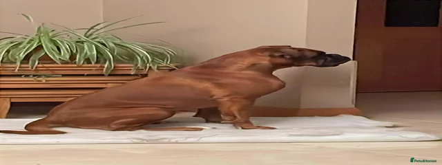 Maggie 