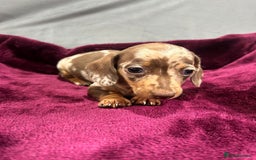 Miniature Dachshund dogs for sale: Miniature dachshund puppies  - Advert 8