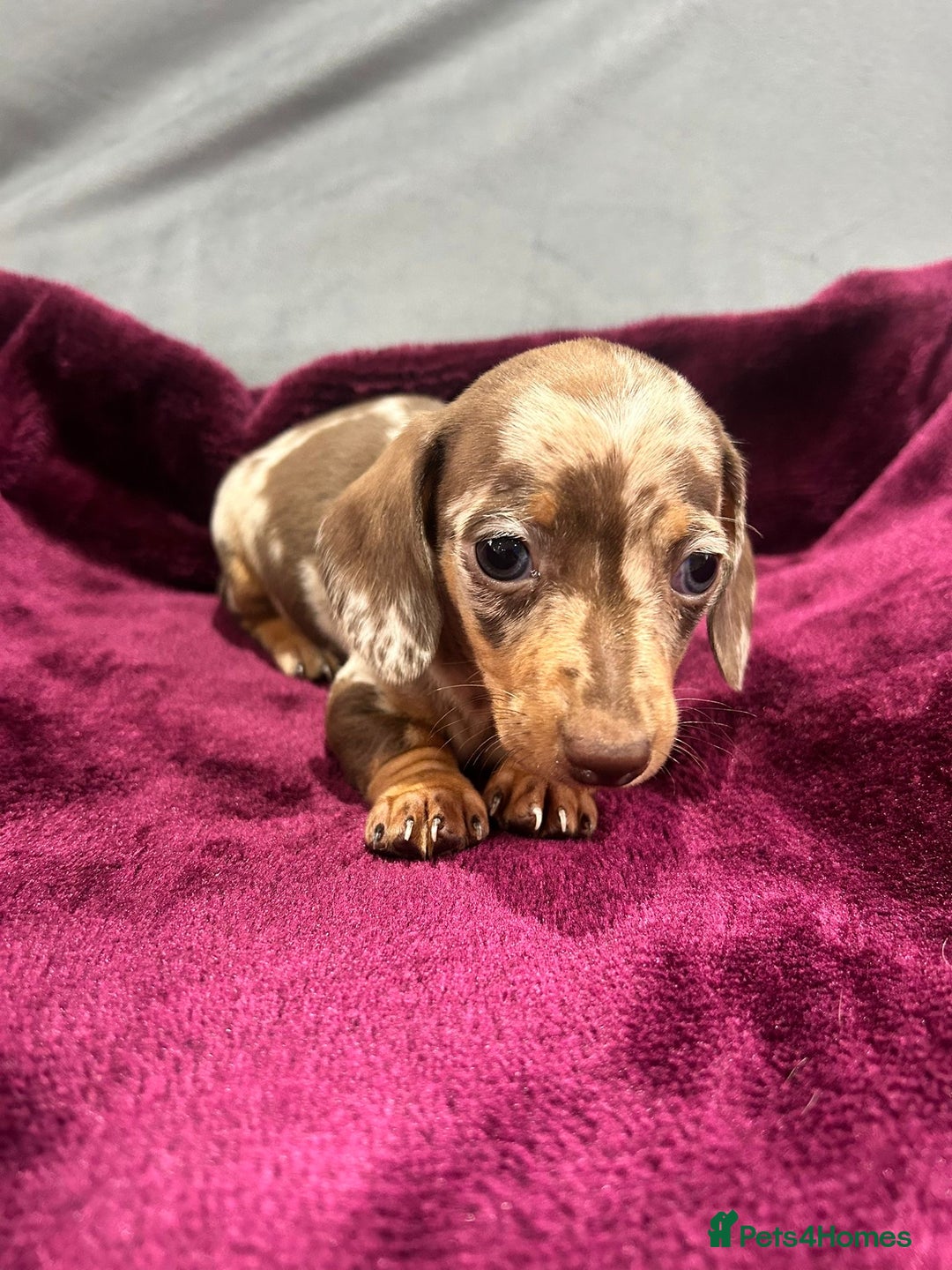 Miniature Dachshund dogs for sale: Miniature dachshund puppies  - Advert 8