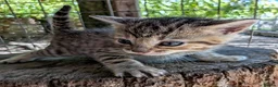 Mixed Breed cats for sale: Ready to leave... Gorgeous Bengal X Kittens - Advert 33