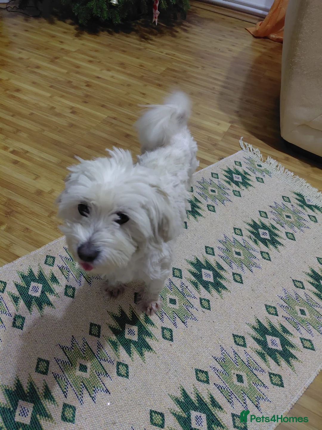 Bichon Frise dogs for adoption: 🐾NINA - a Tiny Survivor Who Wants to Be Loved🤍🐾 in Nottingham - Advert 2