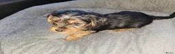 Yorkshire Terrier dogs for sale: 🐶 💖Pedigree Yorkshire Terrier Puppies💖 🐶 - Advert 28