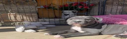 Staffordshire Bull Terrier dogs for sale: KC Staffordshire Bull Terrier Puppies in Ruislip - Advert 4