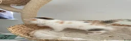 Exotic cats for sale: Gorgeous GCCF reg. kittens from Champions parents  - Advert 18