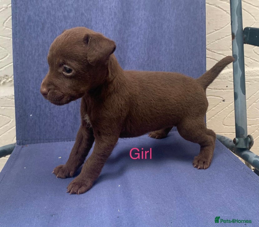 Patterdale Terrier dogs patterdale terrier puppies  - Advert 2