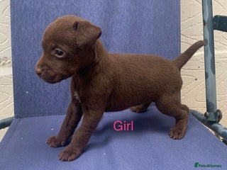 Patterdale Terrier dogs patterdale terrier puppies - Advert 5