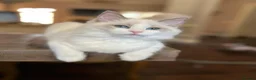 Ragdoll cats for sale: beautiful purebred Ragdoll kittens - Advert 6