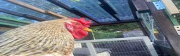 Mixed Breed livestock for sale: Half Brahma Cockeral for sale  in South Croydon - Advert 1