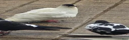 Pigeons birds for sale: Afghani pigeons for sale  - Advert 6