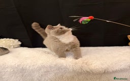 British Shorthair cats for sale: FULL PEDIGREE, REGISTERED BSH - Image 7