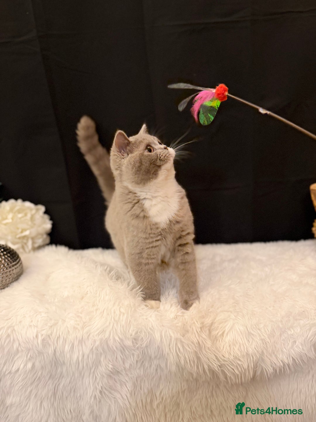 British Shorthair cats for sale: FULL PEDIGREE, REGISTERED BSH - Image 7