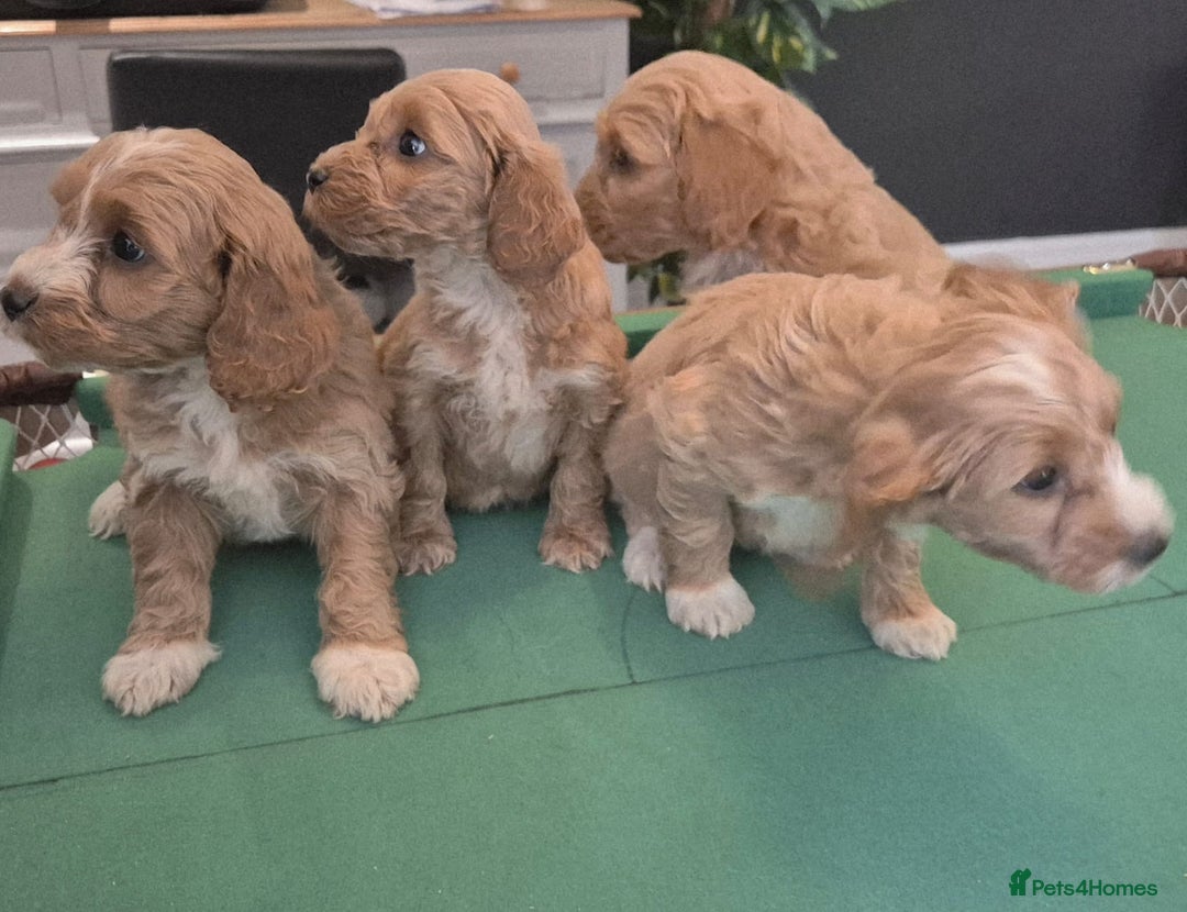 Cockapoo dogs for sale: Cockapoo - Image 16