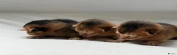 Abyssinian cats for sale: Abyssinian kittens  - Advert 13