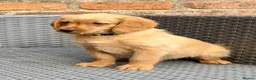 Labradoodle dogs for sale: Beautiful F1 Mini Labradoodle Puppies  - Advert 6