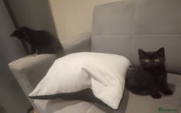 Mixed Breed cats for sale: 3 x gorgeous kittens available  - Image 7