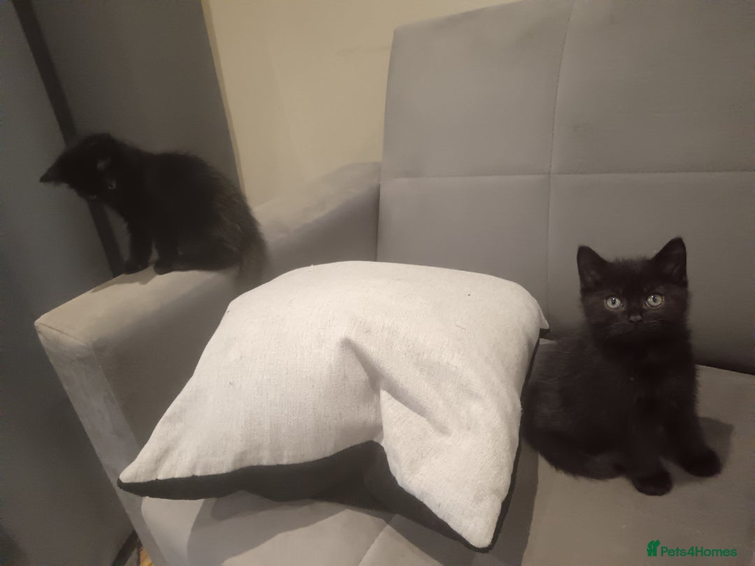 Mixed Breed cats for sale: 3 x gorgeous kittens available  - Image 7